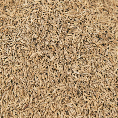 Top Cumin Seeds (Jeera) Manufacturer, Supplier & Exporter in India | JRP Impex