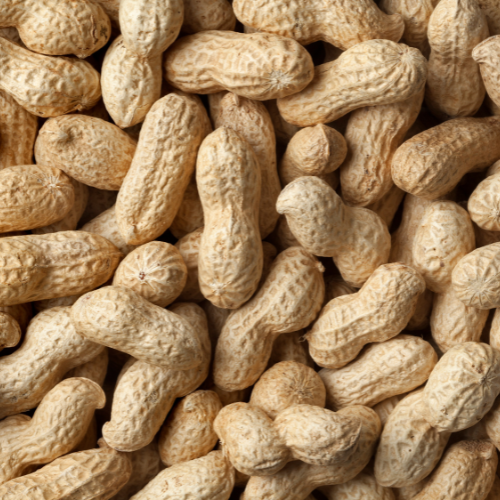 Top Peanut-in-Shell Manufacturer, Supplier & Exporter in India | JRP Impex