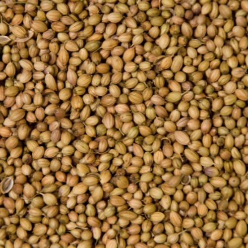 Top Coriander Seed (Dhaniya) Manufacturer, Supplier & Exporter in India | JRP Impex