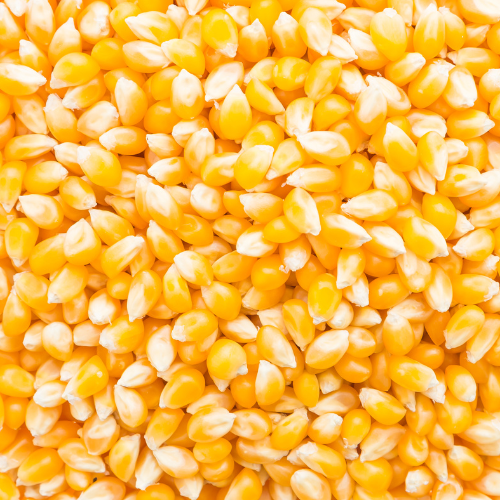 Top Corn Exporter & Supplier in India | JRP Impex